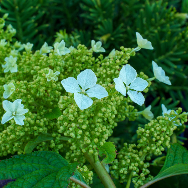 Pee Wee Oakleaf Hydrangea