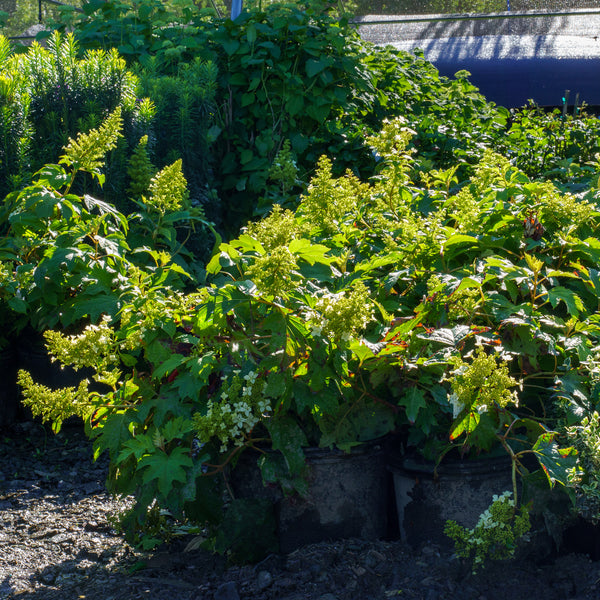 Pee Wee Oakleaf Hydrangea