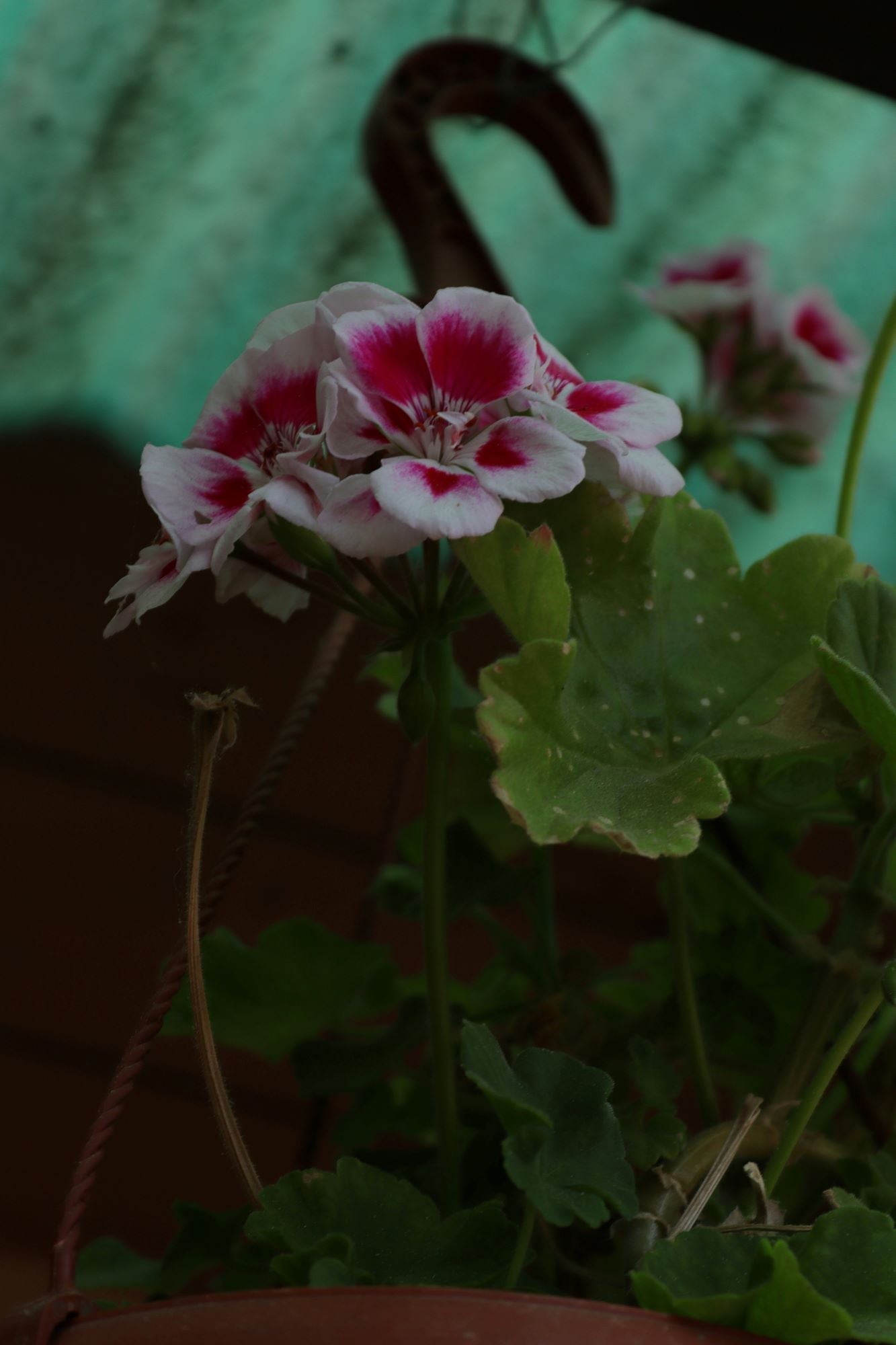 The Pelargonium Guide Plant Detectives the-pelargonium-guide-plant-detectives
