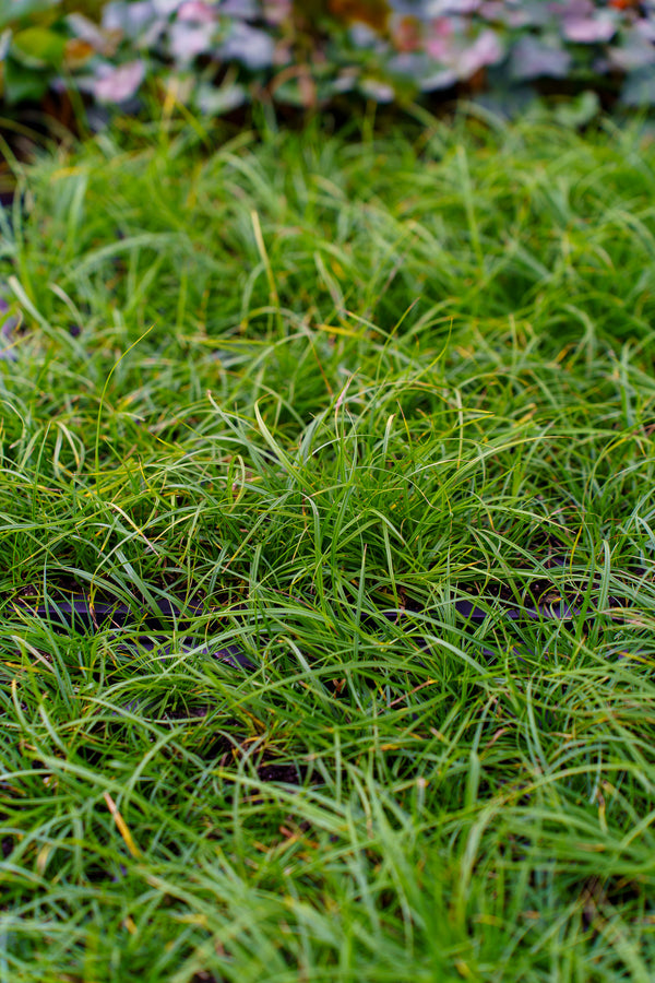 Pennsylvania Sedge - Grasses - Perennials