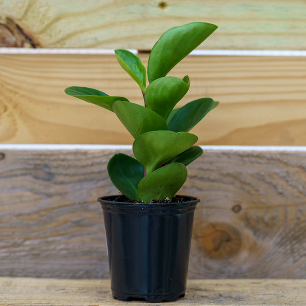 is peperomia an indoor plant Assorted Peperomia – Plant Detectives