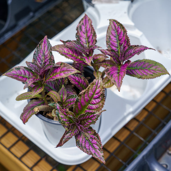 Persian Shield