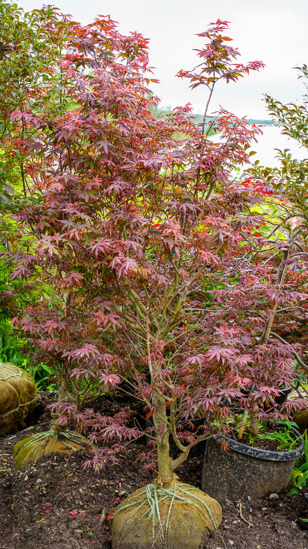 Peve Starfish Japanese Maple