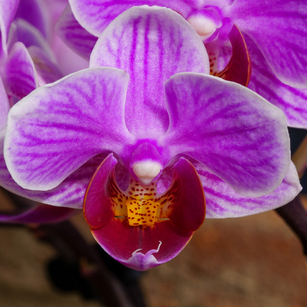 Variegated Phalaenopsis Orchid