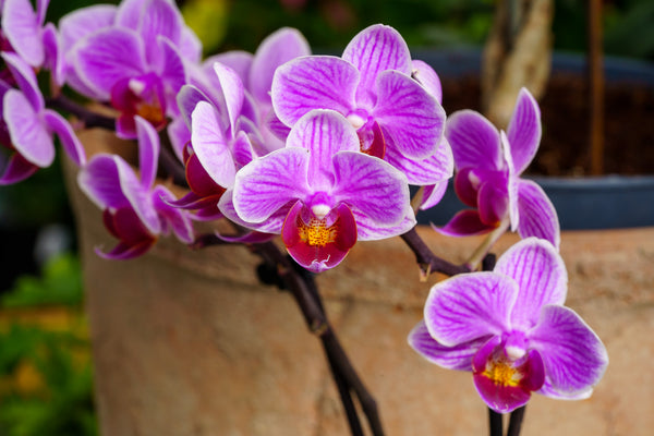 Variegated Phalaenopsis Orchid