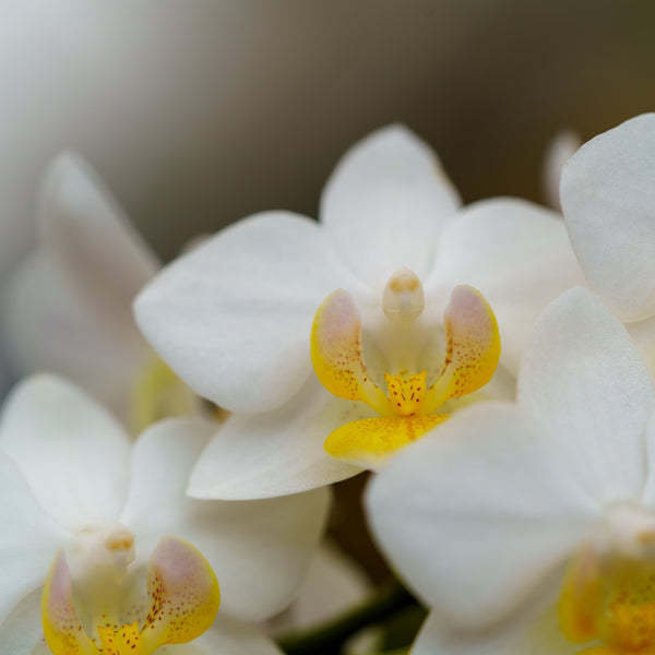 Double Stem Moth Orchid