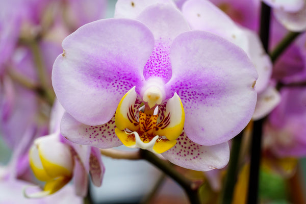 Variegated Phalaenopsis Orchid