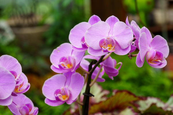 Double Stem Moth Orchid