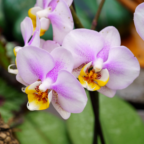 Double Stem Moth Orchid