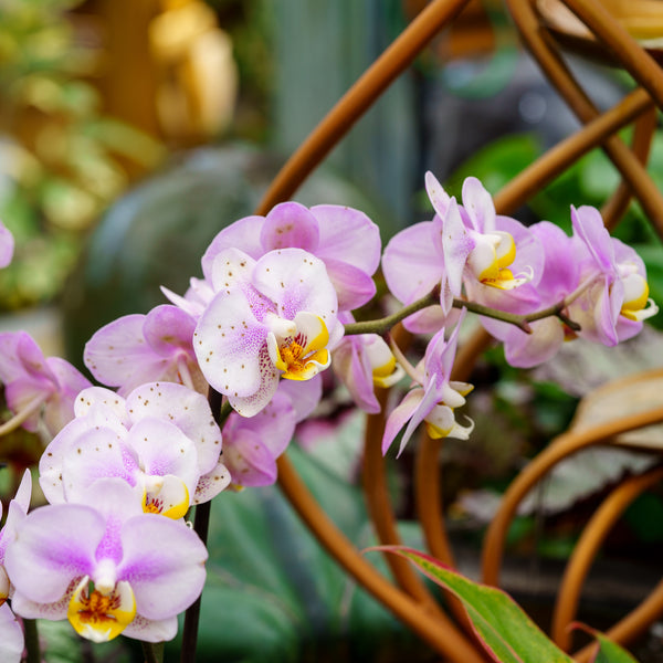 Double Stem Moth Orchid