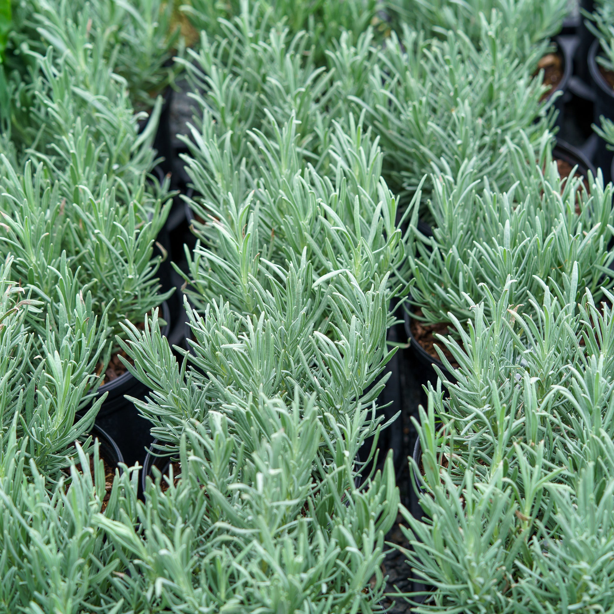 Phenomenal French Lavender – Plant Detectives