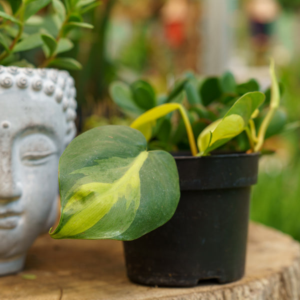 philodendron brasil trailing Brasil Philodendron – Plant Detectives