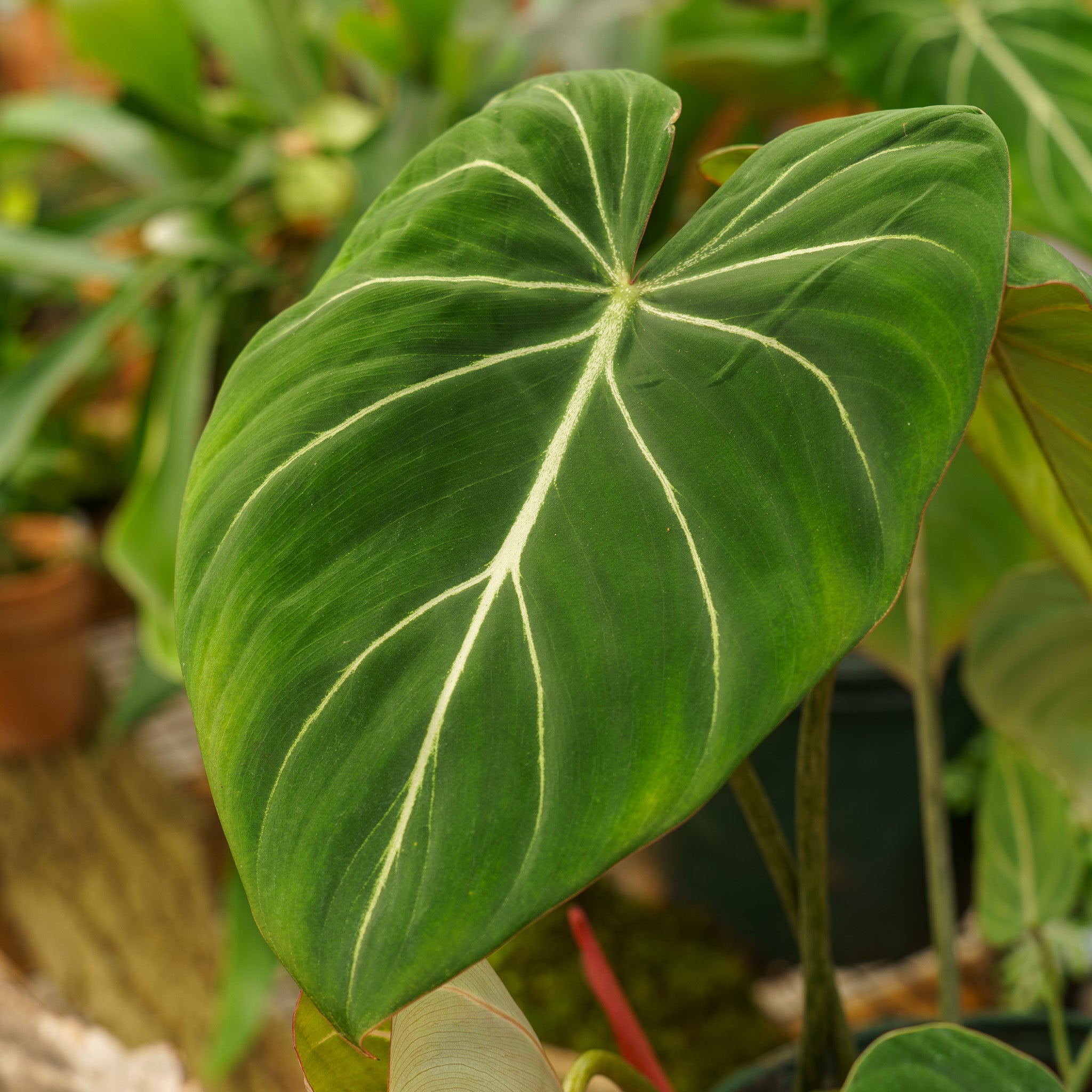 モンステラ・ポトス Philodendron gloriosum 'Radiante' Gloriosum Philodendron | Plant Addicts