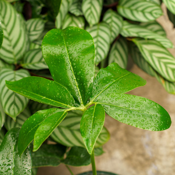 Philodendron Goeldii