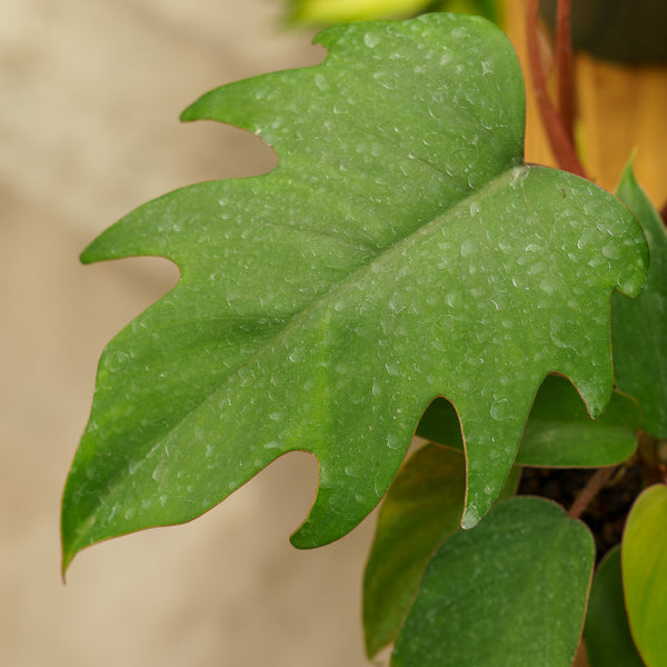oak leaf philodendron Mayoi Philodendron – Plant Detectives