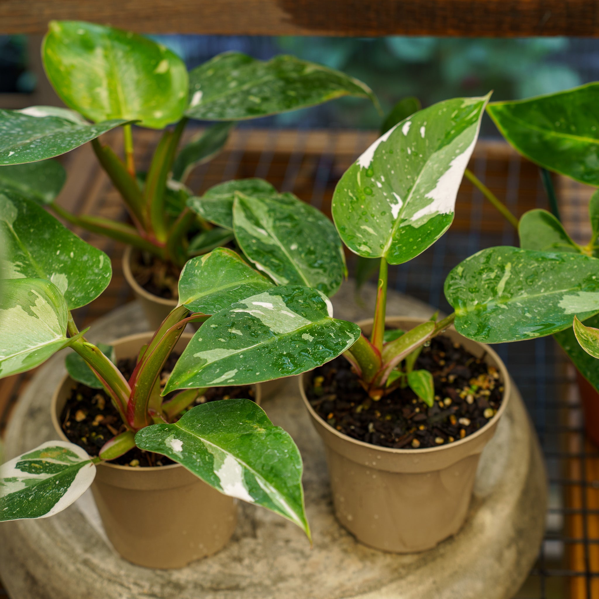 Philodendron 'Green Princess' En Pot 12 Cm - Plante Verte D'intérieur Robuste, 20-30 Cm