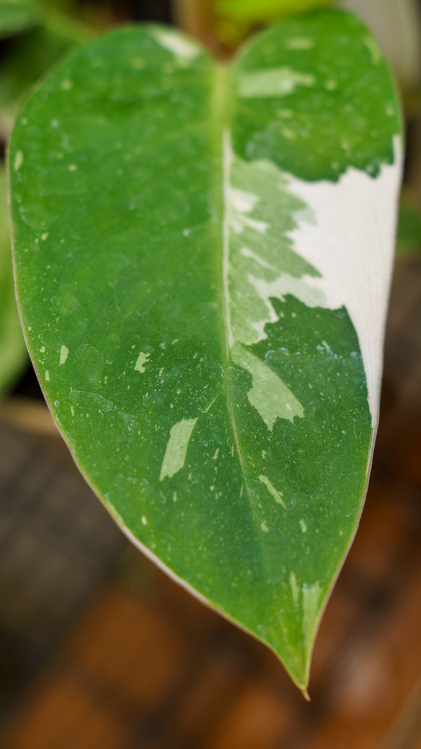 white spots on philodendron leaves White Princess Philodendron – Plant Detectives