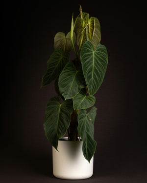 Philodendron Plant