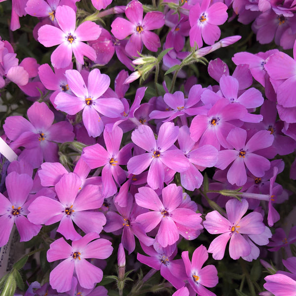 Rose Sprite Phlox - Early Spring Phlox - Perennials