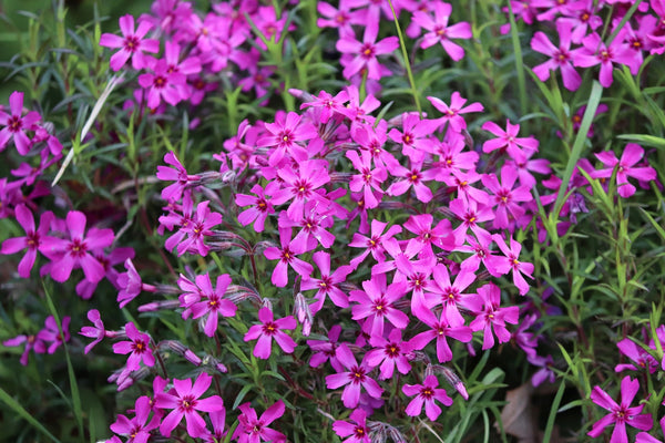 Scarlet Flame Phlox - Early Spring Phlox - Perennials