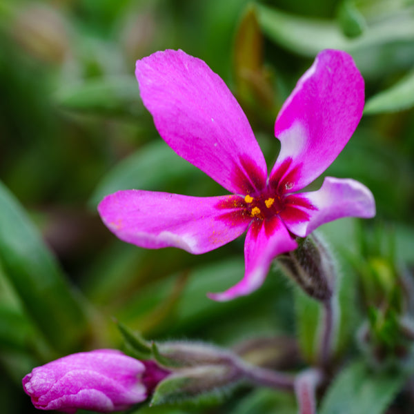 Scarlet Flame Phlox - Early Spring Phlox - Perennials