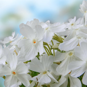 Snowflake Phlox - Early Spring Phlox - Perennials