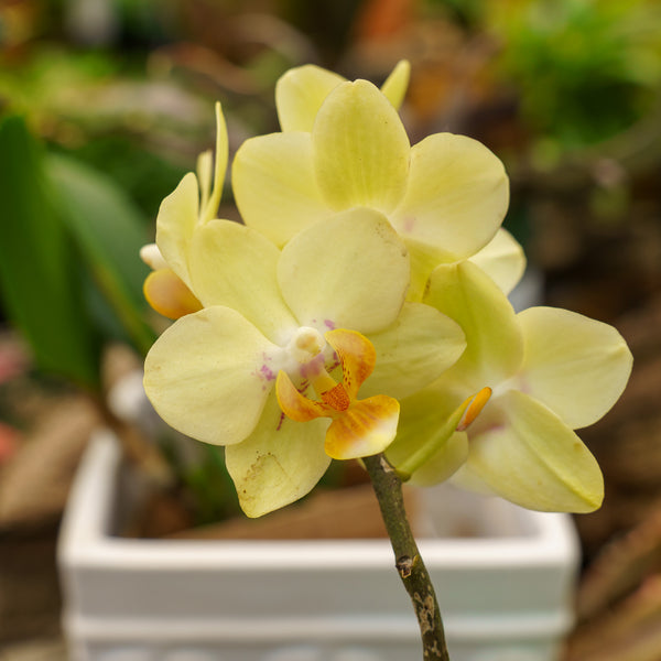 Piccola Moth Orchid