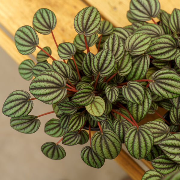 Piccolo Banda Peperomia