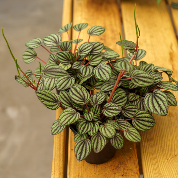 Piccolo Banda Peperomia