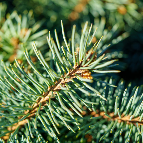 Christina Colorado Blue Spruce - Spruce - Confiers