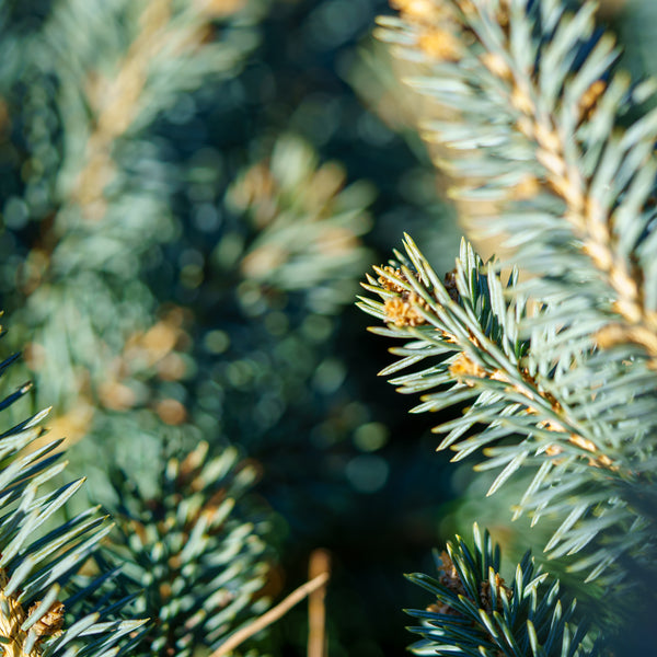 Montgomery Colorado Spruce - Spruce - Conifers