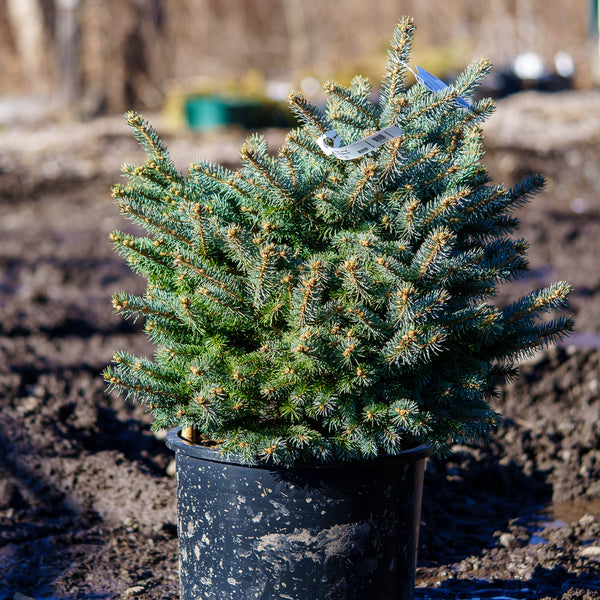 Montgomery Colorado Spruce - Spruce - Conifers