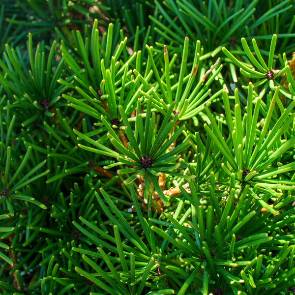 Picola Japanese Umbrella Pine