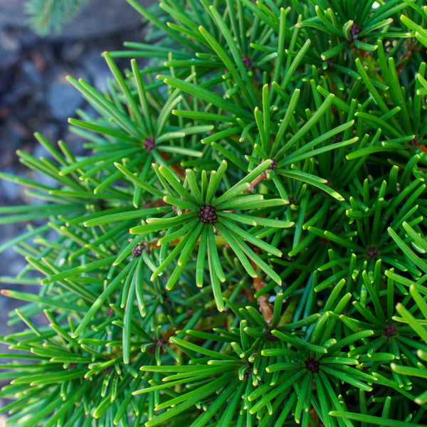 Picola Japanese Umbrella Pine