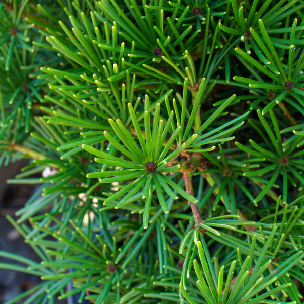 Picola Japanese Umbrella Pine