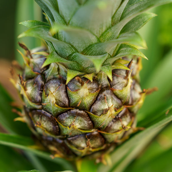 Pineapple Plant