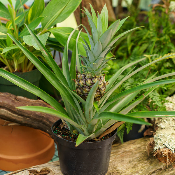 Pineapple Plant