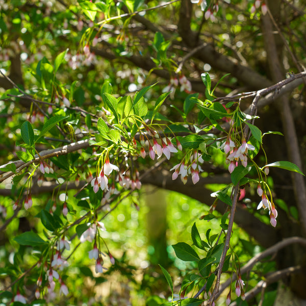 Pink Chimes Japanese Snowbell