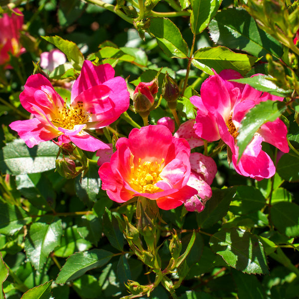 Pink Drift Rose