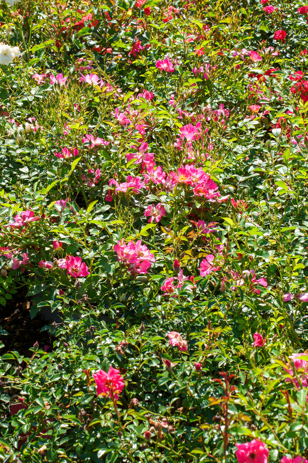 Pink Drift Rose