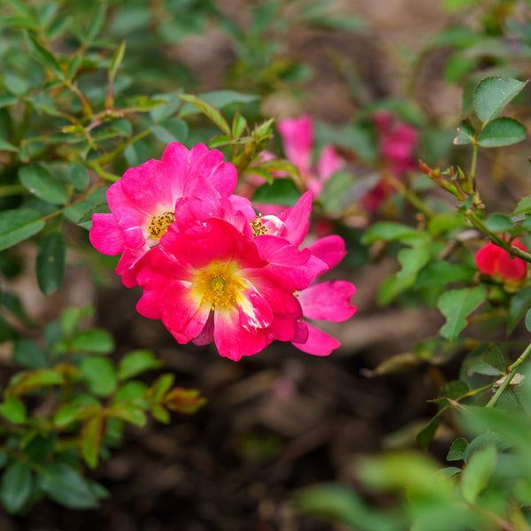 Pink Drift Rose