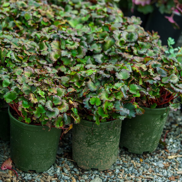 Pink Elf Saxifrage