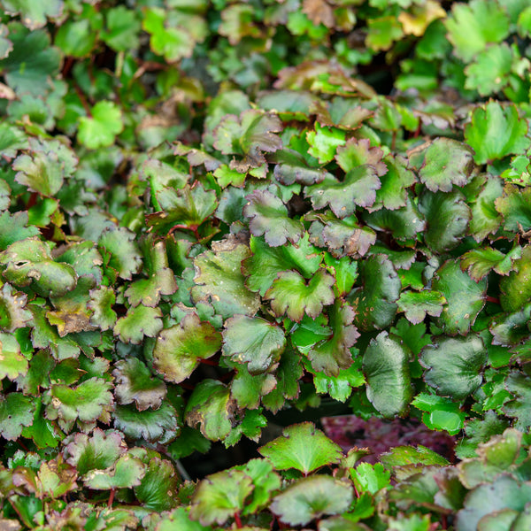 Pink Elf Saxifrage