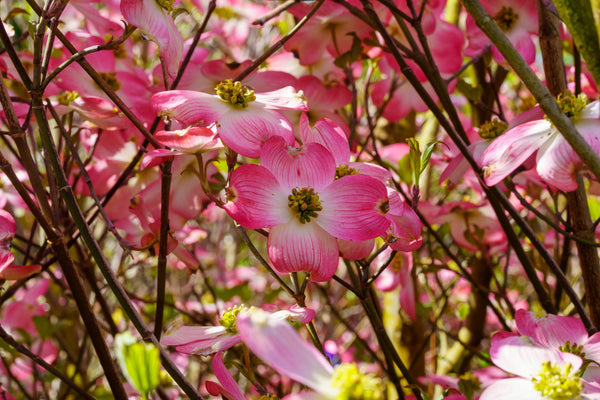 Pink Flowering Dogwood - Dogwood Tree - Flowering Trees