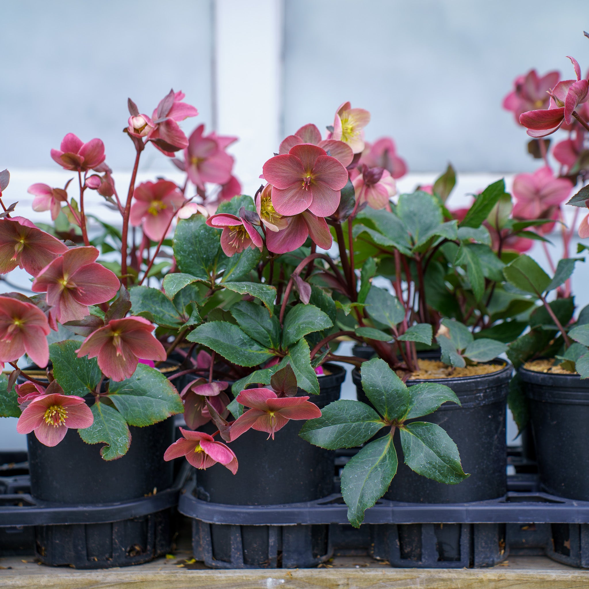 Pink Frost Lenten Rose – Plant Detectives