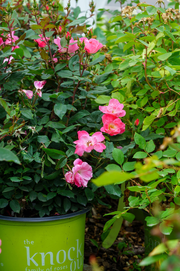 Pink Knock Out Rose - Rose - Shrubs