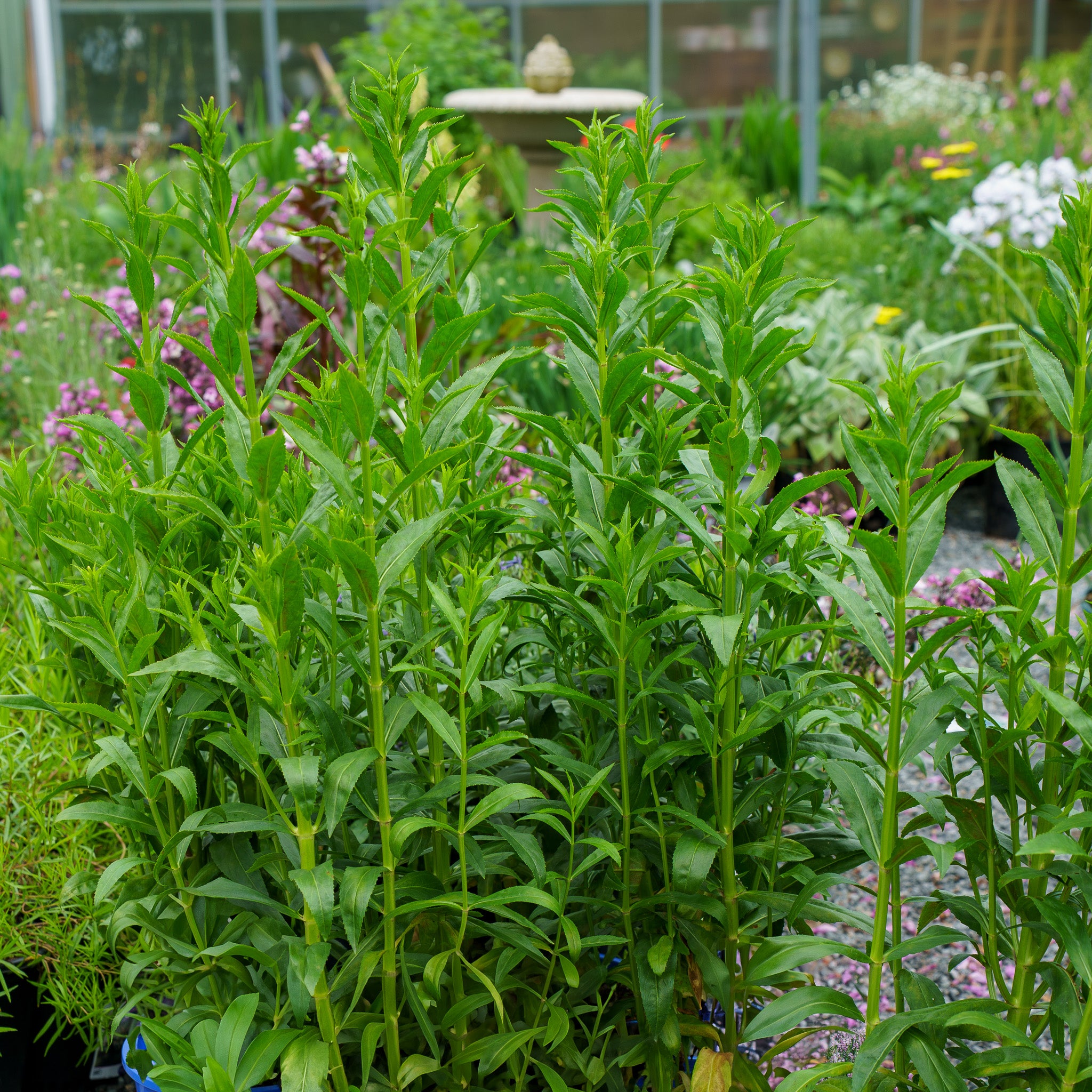 Pink Manners Obedient Plant – Plant Detectives
