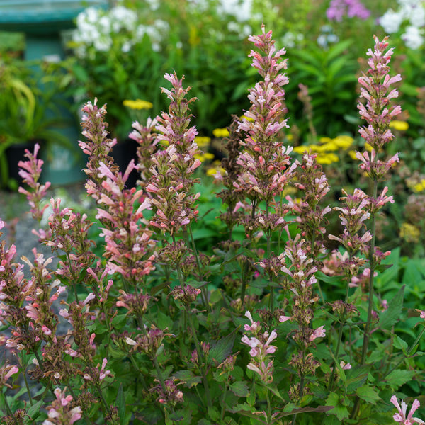 Pink Pearls Hummingbird Mint