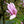 Load image into Gallery viewer, Pink Star Magnolia
