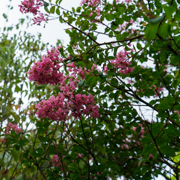 Pink Velour Crape Myrtle